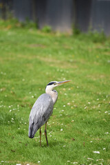 A vertical shot of a grey heron bird, Ardea cinerea, with neck pulled in and shoulders hunched, standing on a grass field.