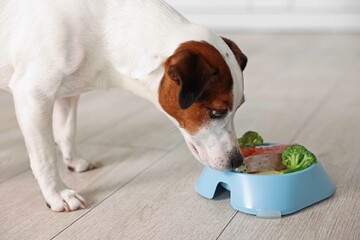 Cute dog eating fresh natural products from bowl on floor at home, closeup. Pet food