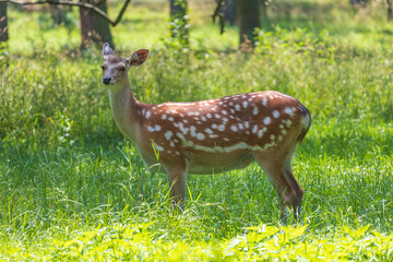 Young European Fallow Deer - Dama dama in sunny forest