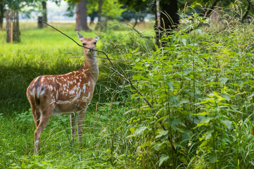 Young European Fallow Deer - Dama dama in sunny forest