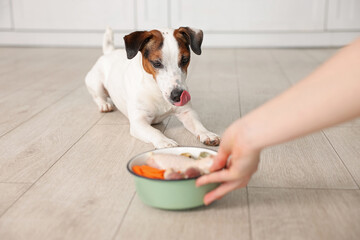 Woman giving bowl with fresh natural products for her dog at home, closeup
