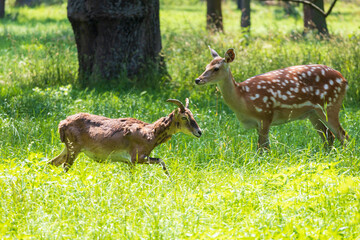 Mouflon - Ovis aries musimon with young is in the grass in the forest