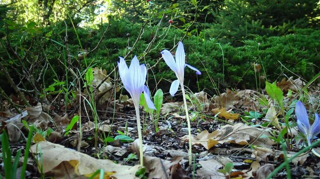 The autumn crocuses (Crocus vernus) tremble in the wind in the old park