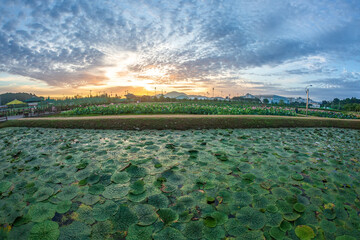 Beautiful lotus with green leaves in the pond. A close-up of a beautiful water lily plant in the water in the pond on a summer day.