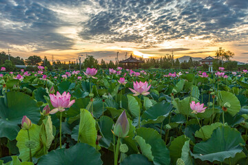 Beautiful lotus with green leaves in the pond. A close-up of a beautiful water lily plant in the water in the pond on a summer day.