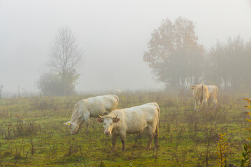 Fototapeta premium Grazing Cows in Misty Morning Pasture