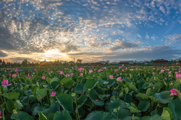 Beautiful lotus with green leaves in the pond. A close-up of a beautiful water lily plant in the water in the pond on a summer day.