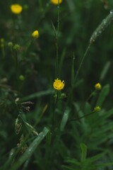 yellow flower in the garden