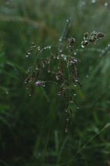 raindrops on green grass close up