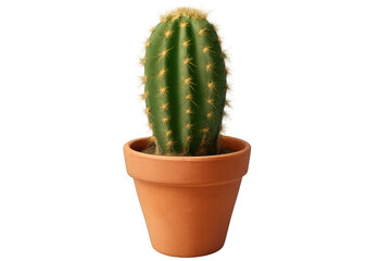3d-rendered cactus growing in terracotta pot, minimalist transparent background highlighting plant's sculptural desert silhouette