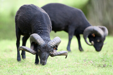 Two black ouessant  rams with large, impressive curved horns graze peacefully in a lush green...
