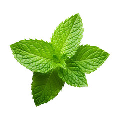 Fresh green mint leaves isolated on transparent white background, clipping path