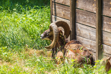 Mouflon - Ovis aries musimon with young is in the grass in the forest