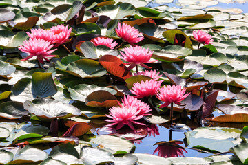 Beautiful lotus with green leaves in the pond. A close-up of a beautiful water lily plant in the...