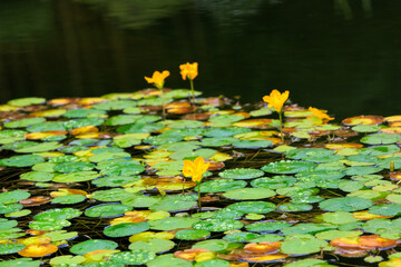 Beautiful lotus with green leaves in the pond. A close-up of a beautiful water lily plant in the...