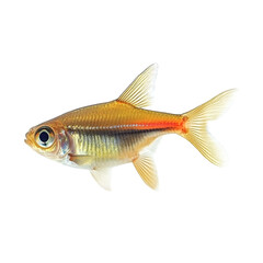 A small golden fish with a red stripe swims against a black background its fins are translucent and its body is elongated