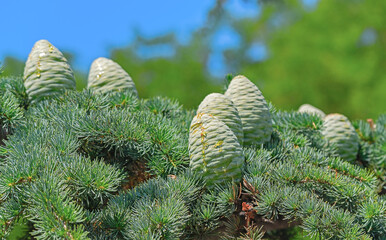 spruce branch with cones on a green background
