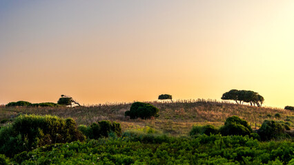 Hill with windswept trees and bushes at sunset, Corsica, Sagone, 11 June 2025