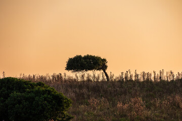 Windswept tree at sunset, Corsica, Sagone, 11 June 2025