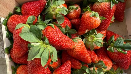 Succulent strawberries bursting with ruby brilliance evoke Midsummer celebrations and the whimsical...