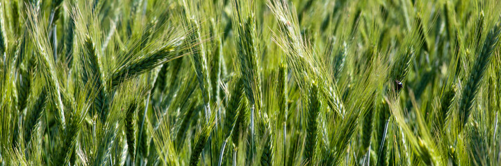 Verdant barley fields sway dreamily under the midsummer sun, evoking ancient Lammas harvest rituals...