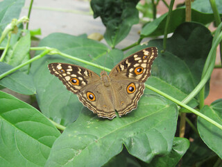 Junonia lemonias
