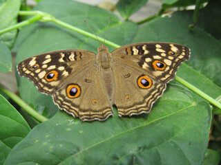 Junonia lemonias