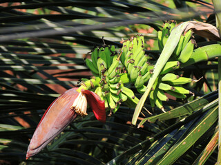 Banana flower