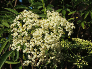 Dense white elderflower cluster blossoms