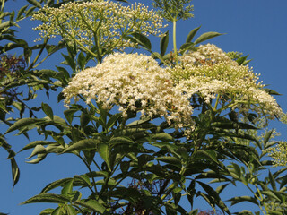 Tall tree topped with elderflowers