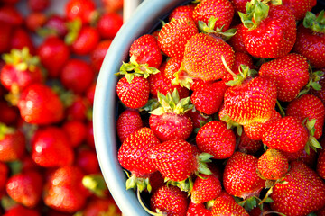Fresh strawberries in a box and bucket on a plantation. Freshly picked organic strawberries. 