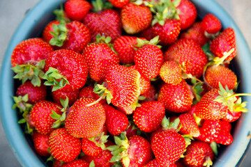 Fresh strawberries in a box and bucket on a plantation. Freshly picked organic strawberries. 