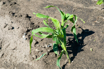 Young corn sprout tenaciously emerges from dark soil, heralding vibrant growth, Earth Day's green...