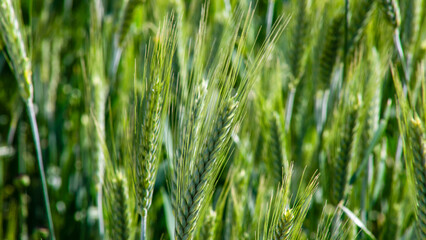 Verdant wheat stalks whisper under sunlit breeze, invoking Lammas harvest blessings, rustic abundance, and agrarian renewal magic