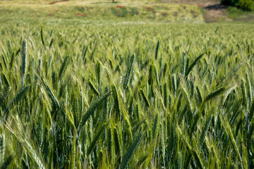 Endless emerald barley waves dance whimsically, whispering secrets of Lammas harvests and Earth...