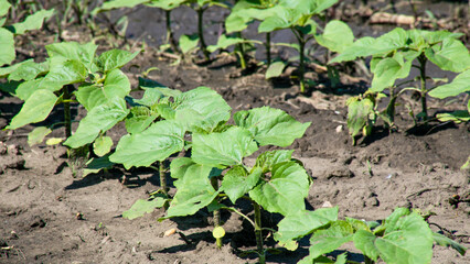 Sunflower seedlings stretch skyward, embracing Earth Day's promise and the joyful whispers of International Biodiversity Day's verdant tapestry