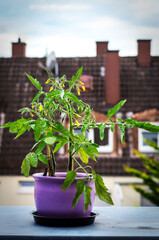Urban gardening concept with potted tomato plants growing on balcony showing fresh green leaves