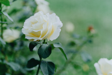 Beautiful roses bloom in a sunlit garden, showcasing nature's elegance. Perfect for floral, gardening, and natural beauty concepts