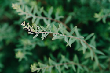 Vibrant garden plants including raspberries, clover and flowers thrive under care. Showcases...