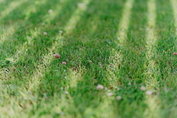 Vibrant garden plants including raspberries, clover and flowers thrive under care. Showcases...