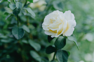 Beautiful roses bloom in a sunlit garden, showcasing nature's elegance. Perfect for floral, gardening, and natural beauty concepts