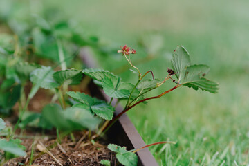 Vibrant garden plants including raspberries, clover and flowers thrive under care. Showcases natural beauty and gardening passion in organic outdoor spaces