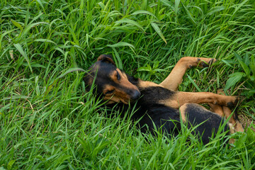 Snoozing hound in verdant grassland captures lazy summer solstice vibes, echoes of National Mutt Day, serene canine bliss