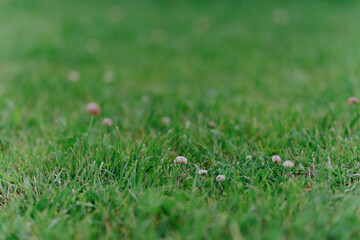 Vibrant garden plants including raspberries, clover and flowers thrive under care. Showcases...