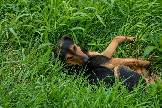 Snoozing hound in verdant grassland captures lazy summer solstice vibes, echoes of National Mutt Day, serene canine bliss