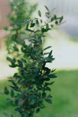 Vibrant garden plants including raspberries, clover and flowers thrive under care. Showcases...
