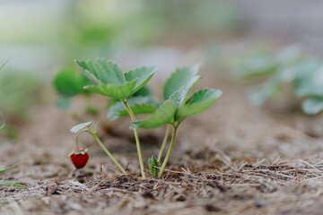 Vibrant garden plants including raspberries, clover and flowers thrive under care. Showcases...