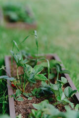 Vibrant garden plants including raspberries, clover and flowers thrive under care. Showcases natural beauty and gardening passion in organic outdoor spaces