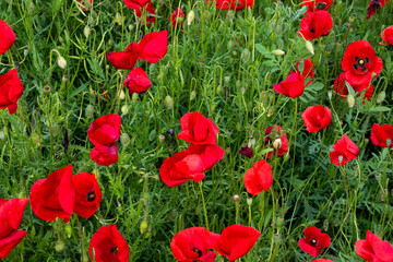 Obraz premium Vibrant scarlet poppies sway in a verdant meadow, evoking Remembrance Day reveries and rustic May Day celebrations