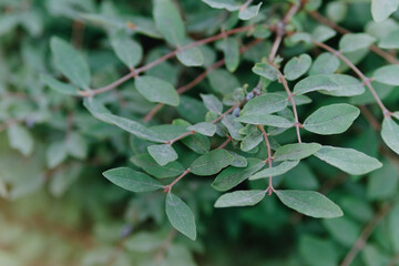 Vibrant garden plants including raspberries, clover and flowers thrive under care. Showcases...